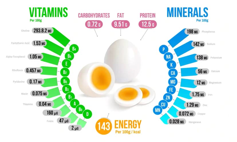 How Much Protein in an Egg
