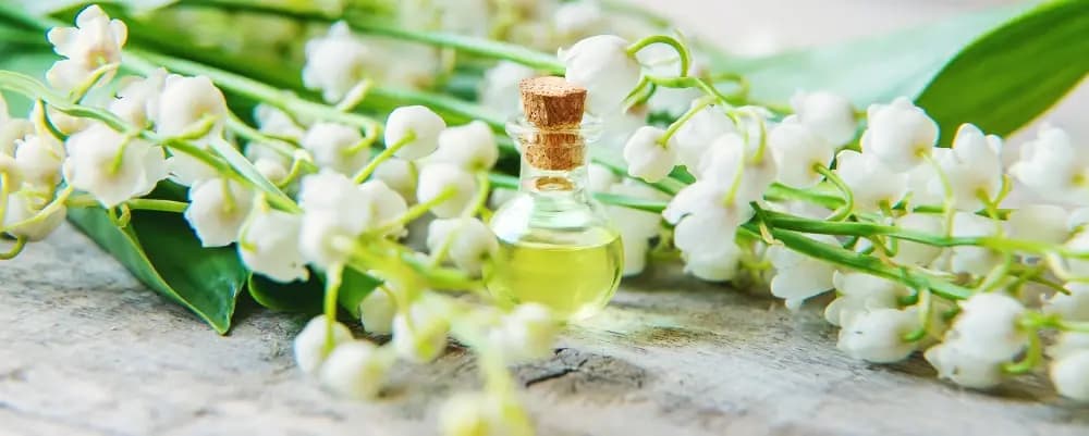 jasmine aroma oil