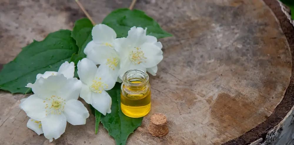 jasmine oil benefits